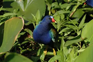 Porphyrio: Purple Gallinule female