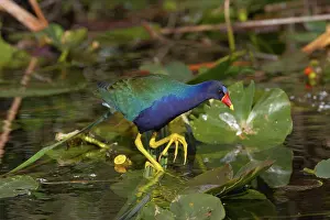 Lilly: Purple Gallinule - amongst lilly pads