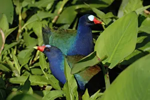 Rallidae: Purple Gallinule pair