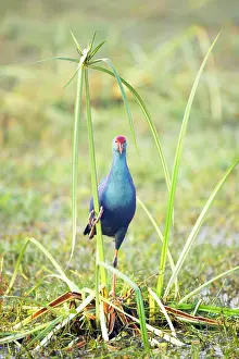 Papyrus: Purple Gallinule - on Papyrus