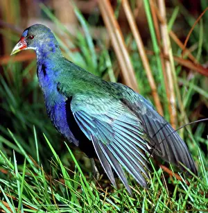 Rallidae: Purple Gallinule (Porphyrio martinica)