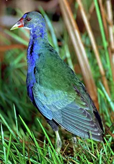 Rallidae: Purple Gallinule (Porphyrio martinica)