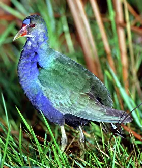 Rallidae: Purple Gallinule (Porphyrio martinica)