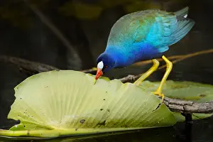 Nymphaeaceae: Purple Gallinule (Porphyrio martinica) feeding
