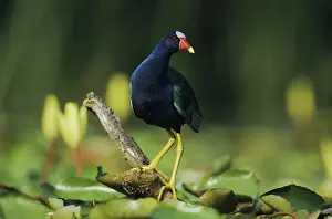 Martinica: Purple Gallinule (Porphyrula martinica), adult perched