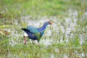 Porphyrio: Purple Gallinule - running