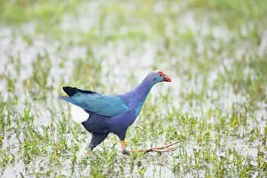 Porphyrio: Purple Gallinule - running