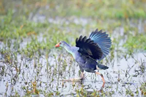 Porphyrio: Purple Gallinule - running