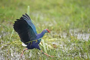 Porphyrio: Purple Gallinule / Swamp-hen - running with grass in mouth