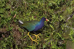 Martinica: Purple Gallinule in willow bush