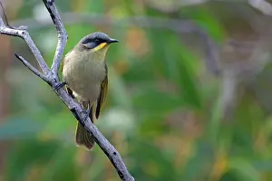 Honeyeaters: Purple-gaped Honeyeater