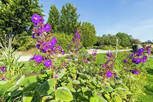 Princess: Purple Glory Tree, Tibouchina grandifolia, Ecole