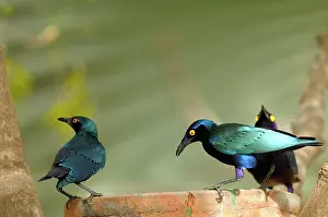 Riverine: Purple Glossy Starling