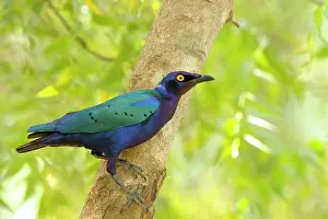 Riverine: Purple Glossy Starling