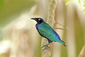 Riverine: Purple Glossy Starling
