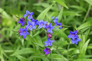 Grow: Purple Gromwell - Flowering - UK