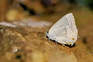 Dalmatia: Purple Hairstreak