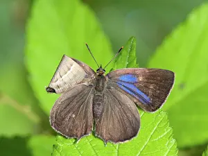 Gender: Purple Hairstreak