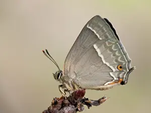 Gender: Purple Hairstreak