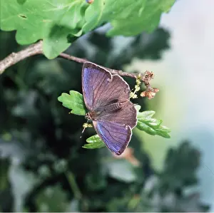 Hairstreak: Purple Hairstreak BUTTERFLY
