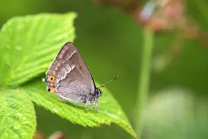 Hairstreak: Purple Hairstreak Butterfly in summer