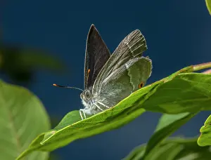 Micro: Purple Hairstreak, Favonius quercus, feeding on
