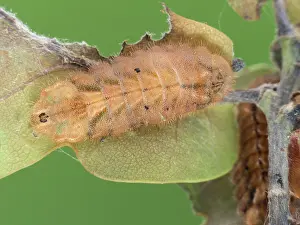 Hairstreak: Oak