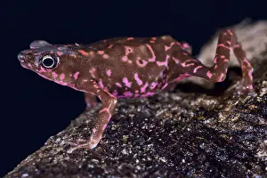 Amazonia: Purple harlequin Toad (Atelopus spumarius barbotini)