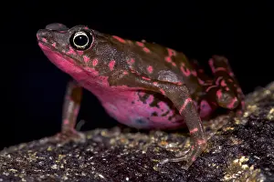 Amazonia: Purple harlequin Toad (Atelopus spumarius barbotini)