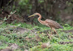 Selous: Purple Heron