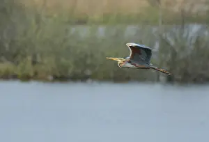 Wieden: Purple Heron