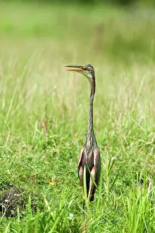 Plassen: Purple Heron