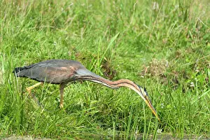 Ditch: Purple Heron