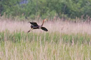 Zouweboezem: Purple Heron