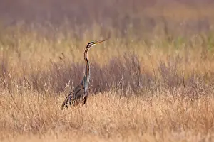 Hortobagy: Purple Heron