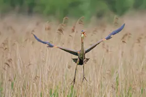 Zouweboezem: Purple Heron
