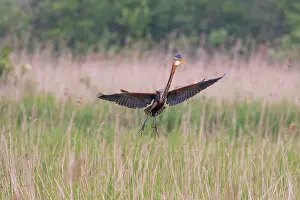Zouweboezem: Purple Heron