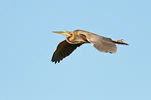 Zouweboezem: Purple Heron