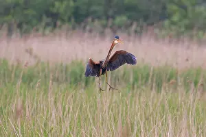 Zouweboezem: Purple Heron