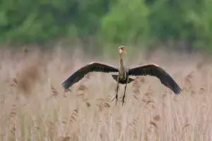 Zouweboezem: Purple Heron