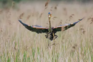 Zouweboezem: Purple Heron