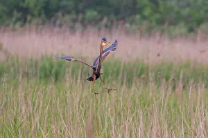 Zouweboezem: Purple Heron
