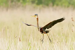 Ameide: Purple Heron