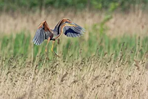 Zouweboezem: Purple Heron