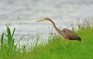 Ditch: Purple Heron