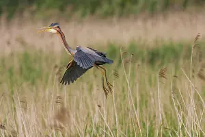 Zouweboezem: Purple Heron