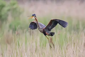 Zouweboezem: Purple Heron