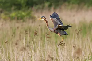Zouweboezem: Purple Heron