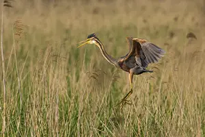Zouweboezem: Purple Heron