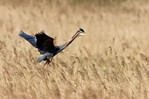 Zouweboezem: Purple Heron